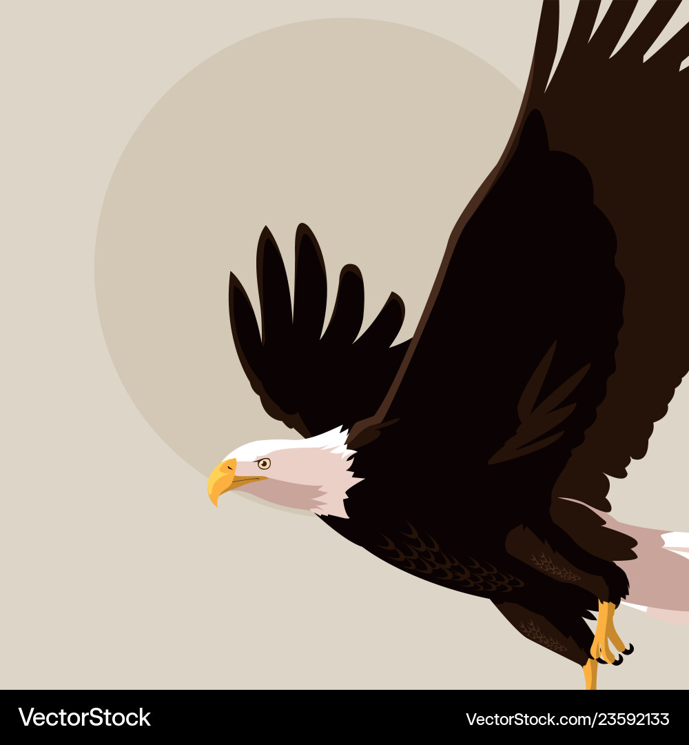 Bald eagle bird flying Royalty Free Vector Image