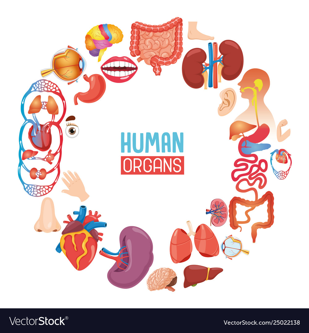 Human organs Royalty Free Vector Image - VectorStock