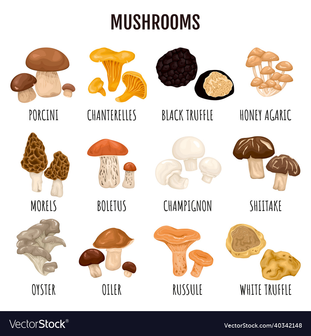 Edible mushrooms infographics set Royalty Free Vector Image