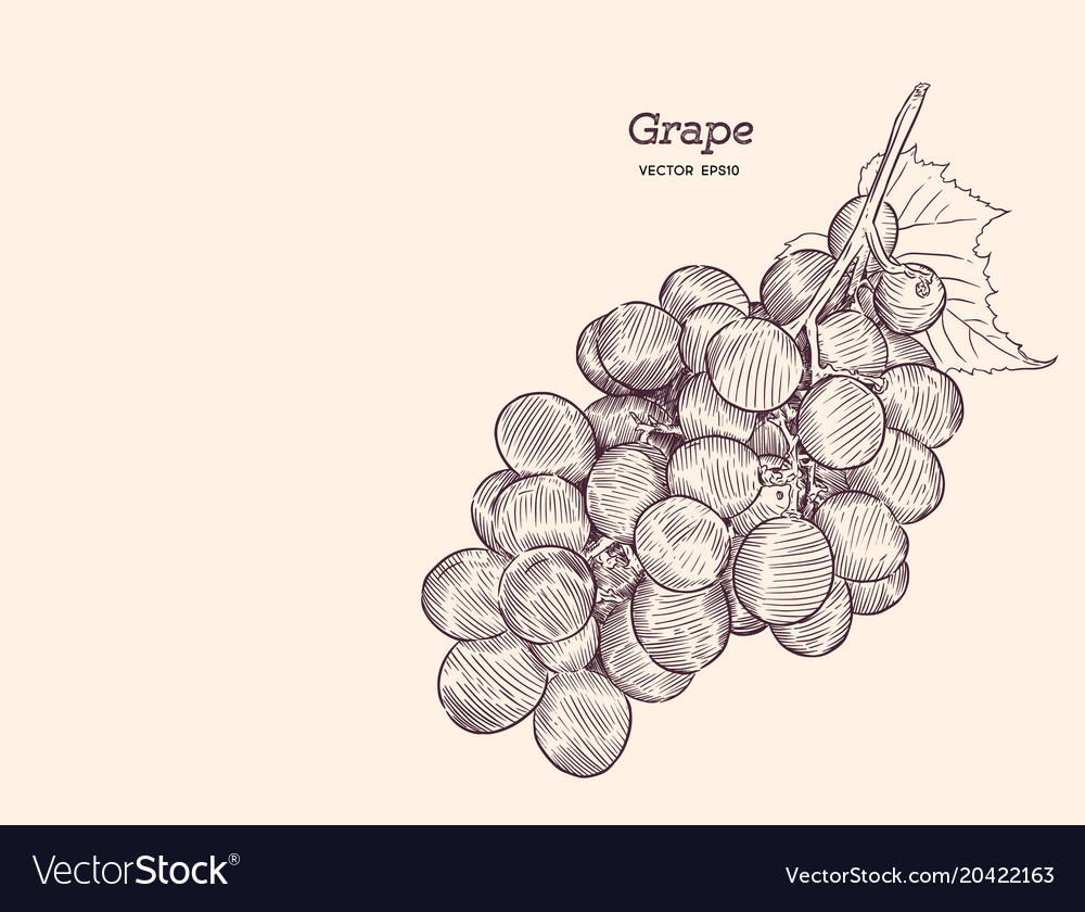 Red grapes Royalty Free Vector Image - VectorStock