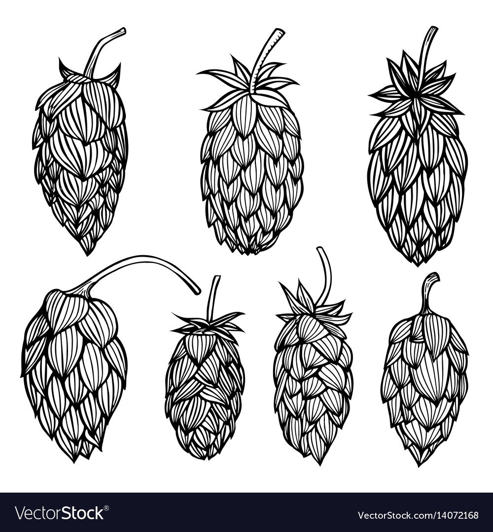 Engraving style hops set Royalty Free Vector Image