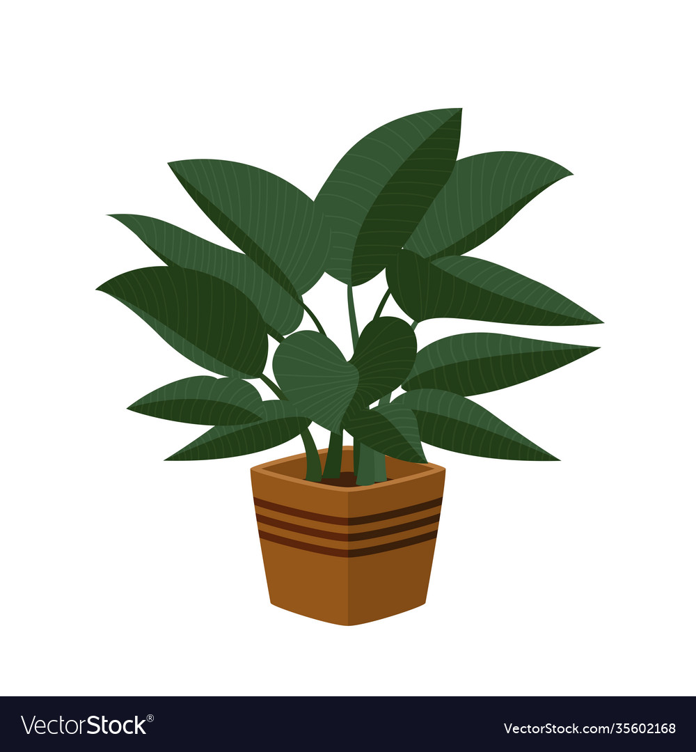 Philodendron congo indoor plant in pot beautiful Vector Image