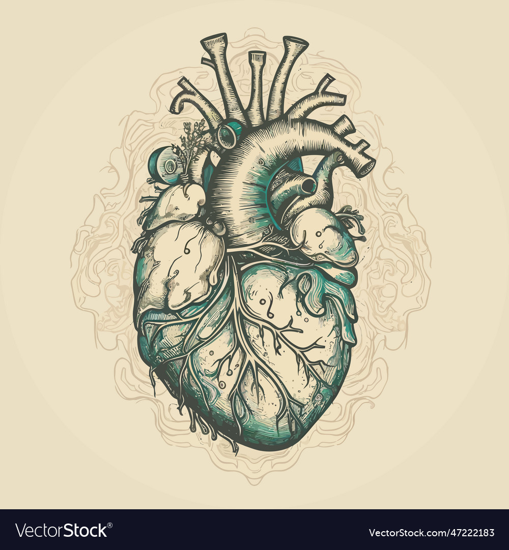 Human heart with veins and arteries in vintage Vector Image