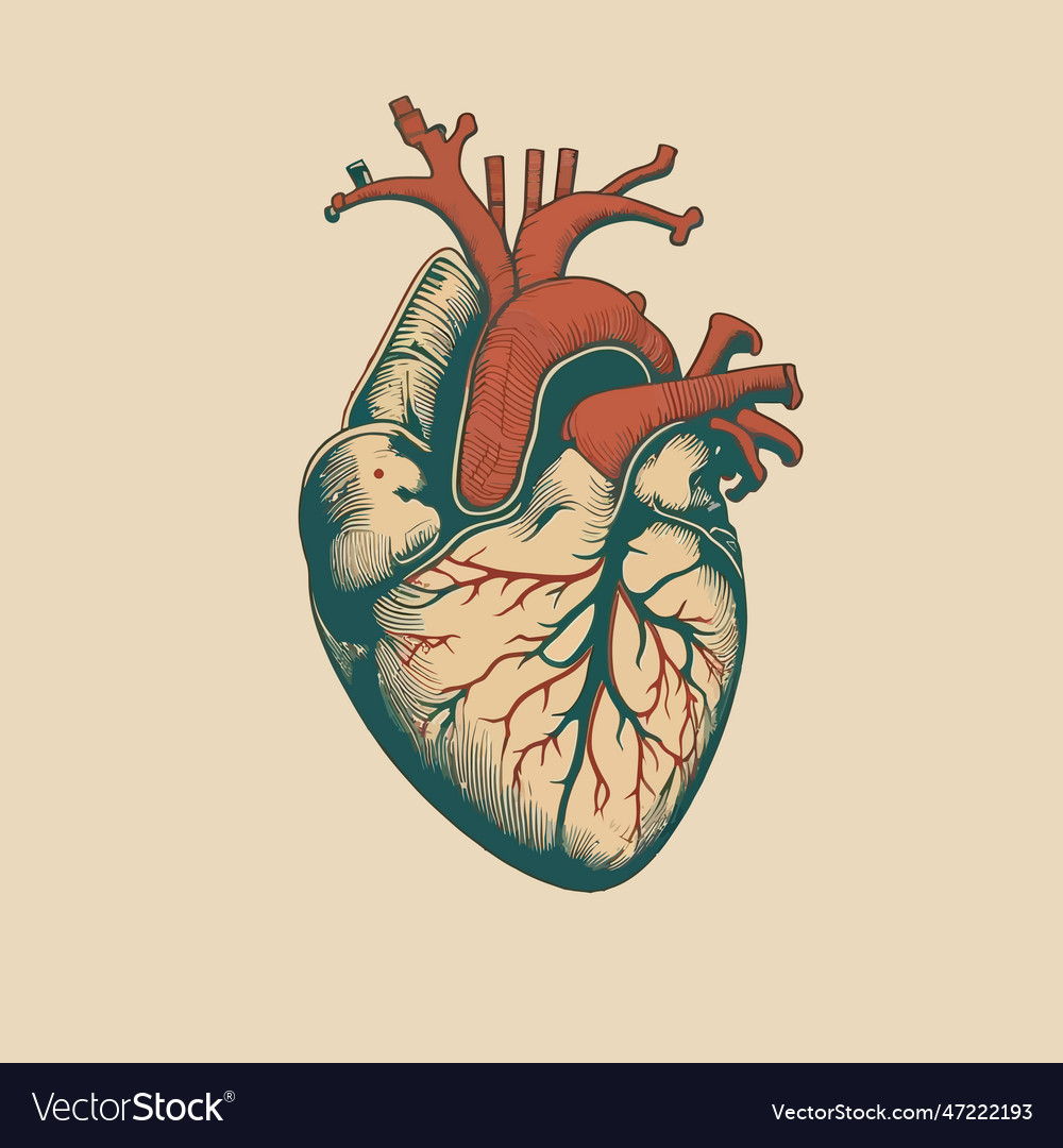 Human heart with veins and arteries in vintage Vector Image