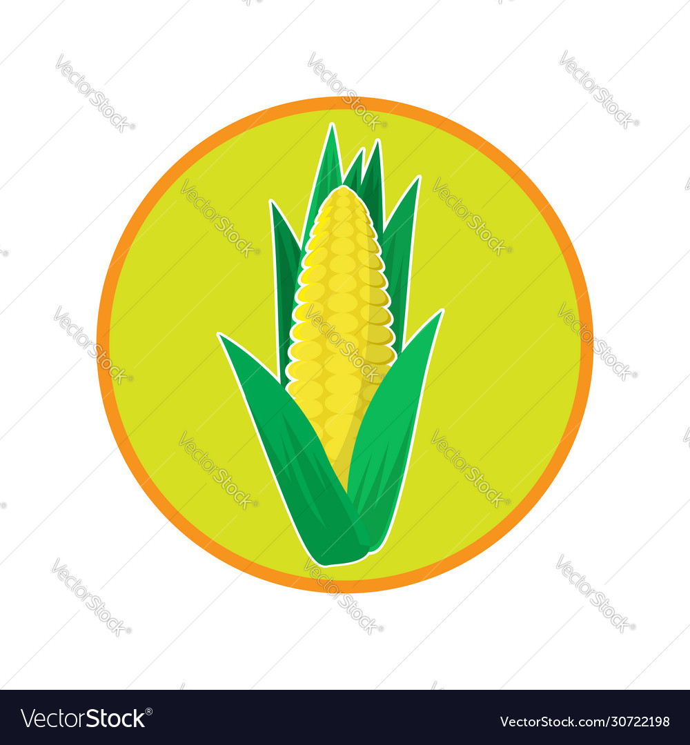 Fresh yellow corn icon natural vegetable seeds Vector Image