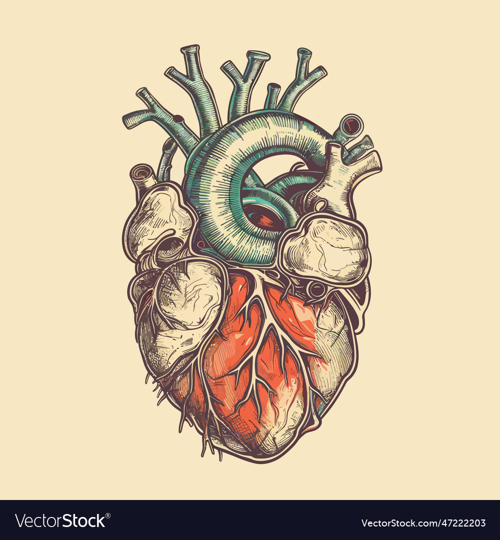 Human Heart With Veins And Arteries In Vintage Vector Image