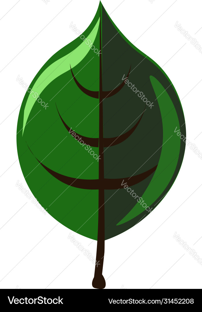Green leaf on white background Royalty Free Vector Image