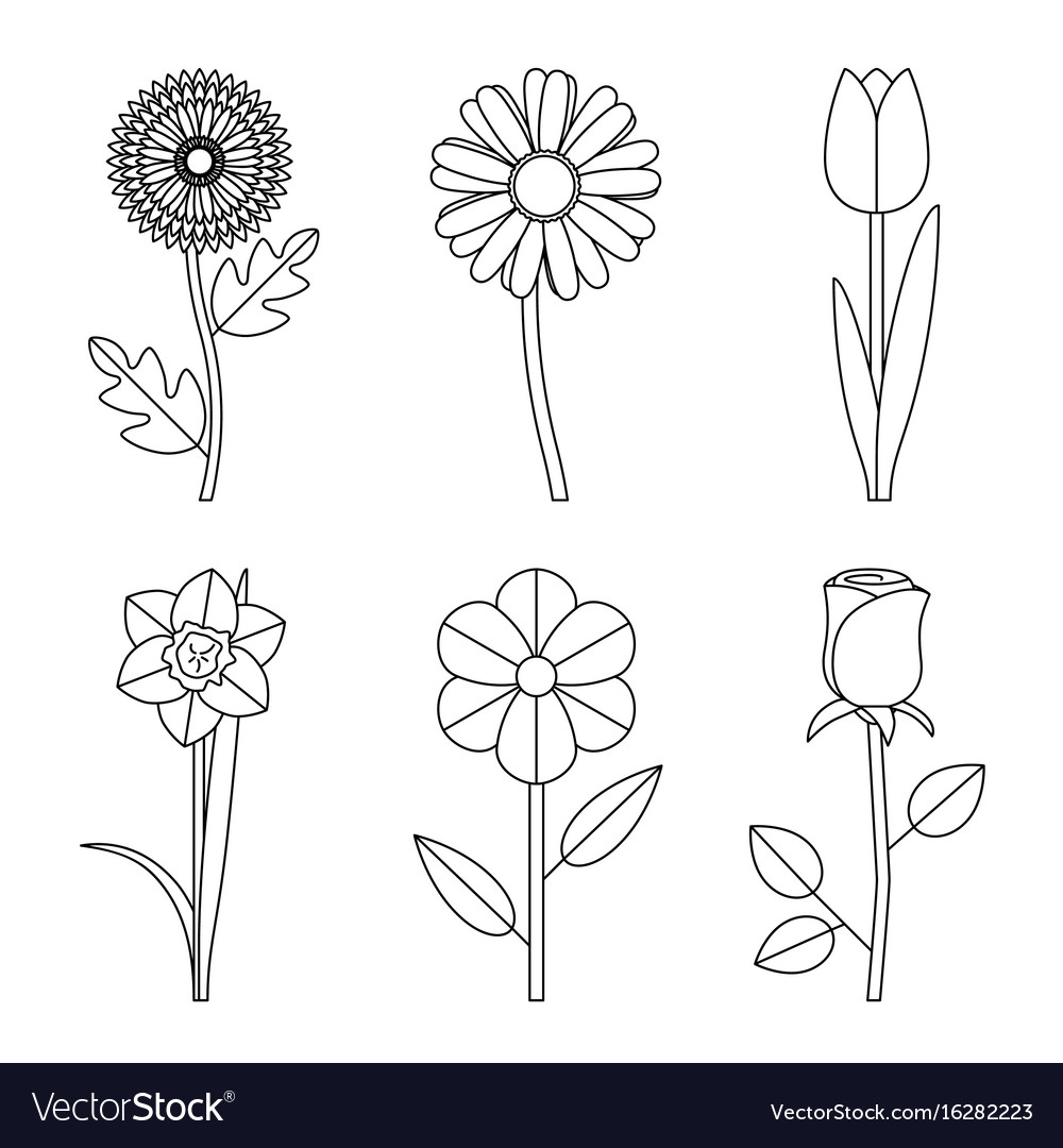 line drawing floral