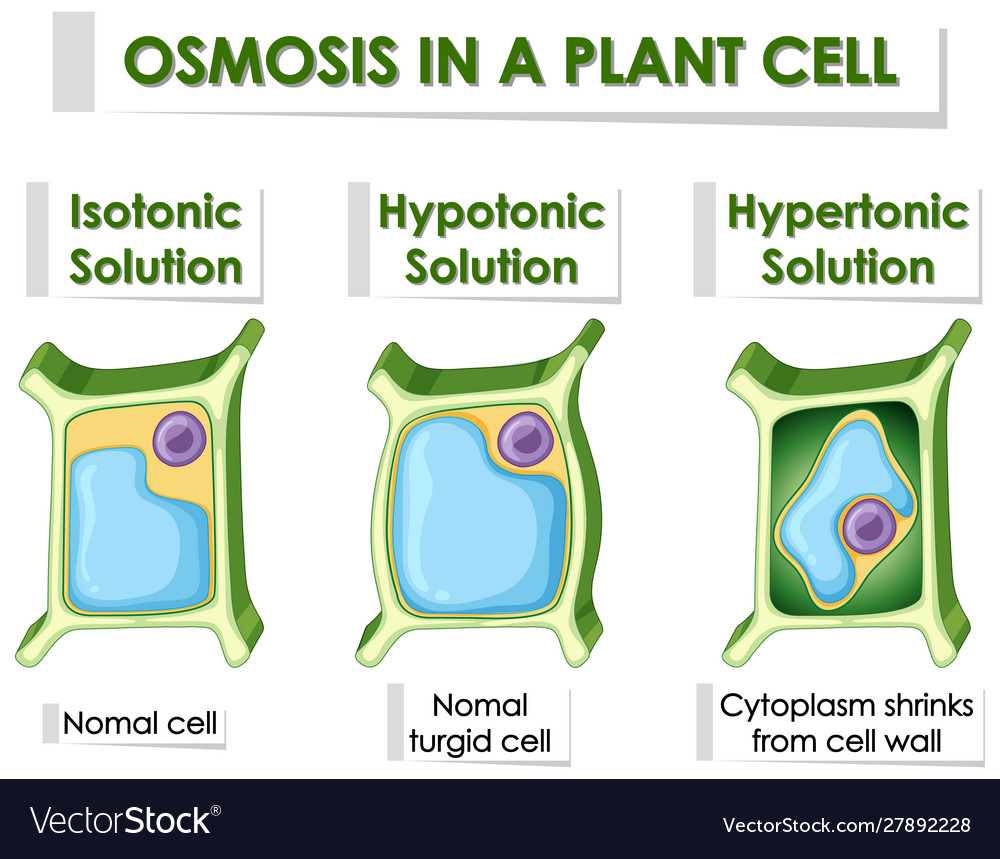 Diagram Showing Osmosis In Plant Cell Royalty Free Vector