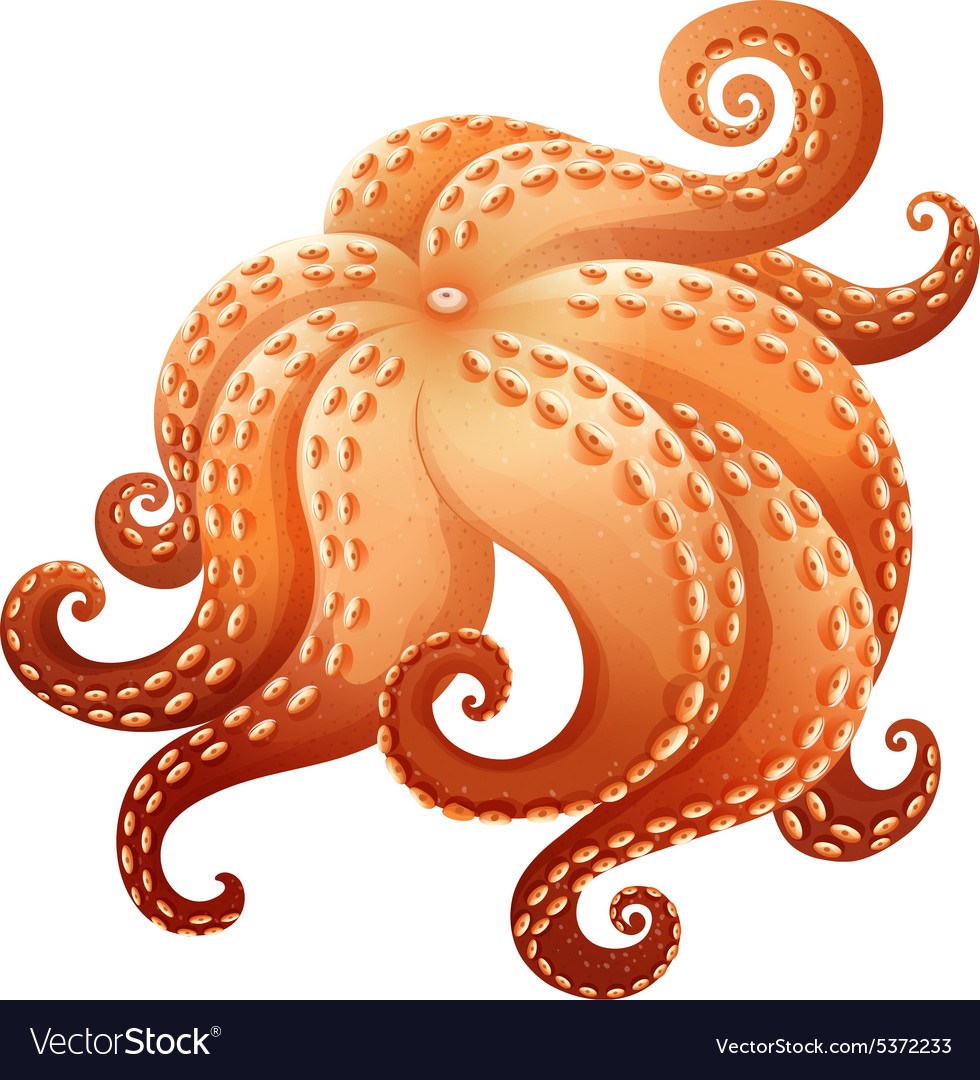 Octopus Royalty Free Vector Image - Vectorstock