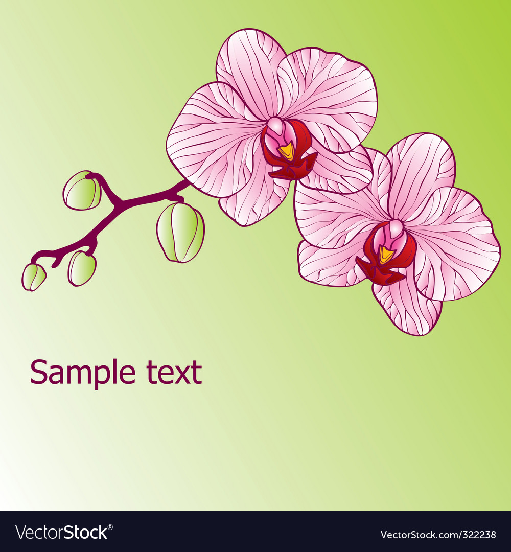 Floral card Royalty Free Vector Image - VectorStock