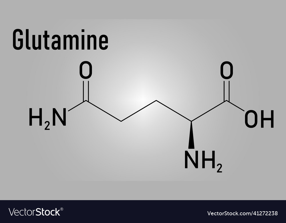 Glutamine amino acid molecule skeletal formula Vector Image