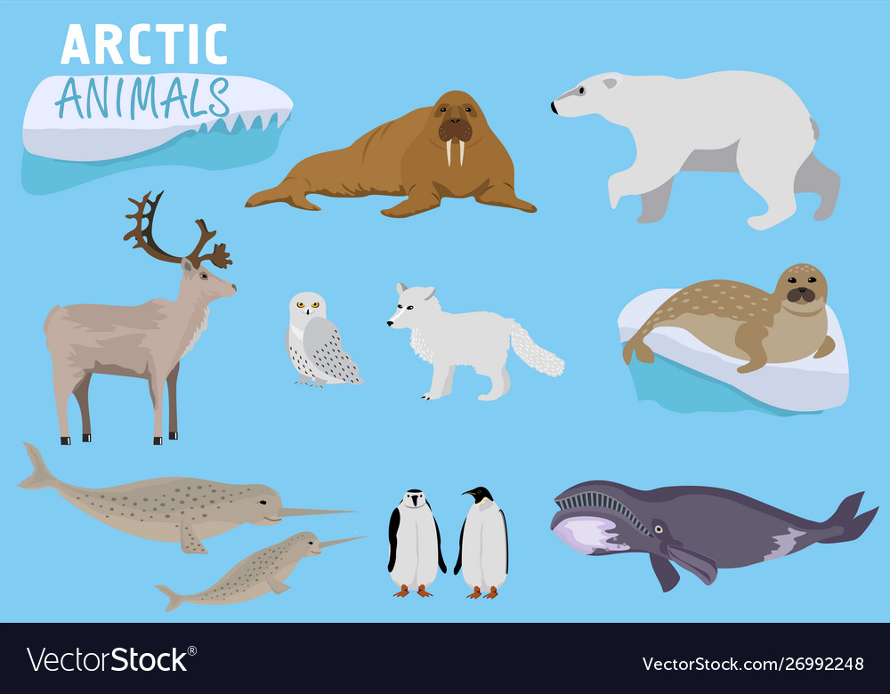 Arctic animals alaska animals cute animal set Vector Image