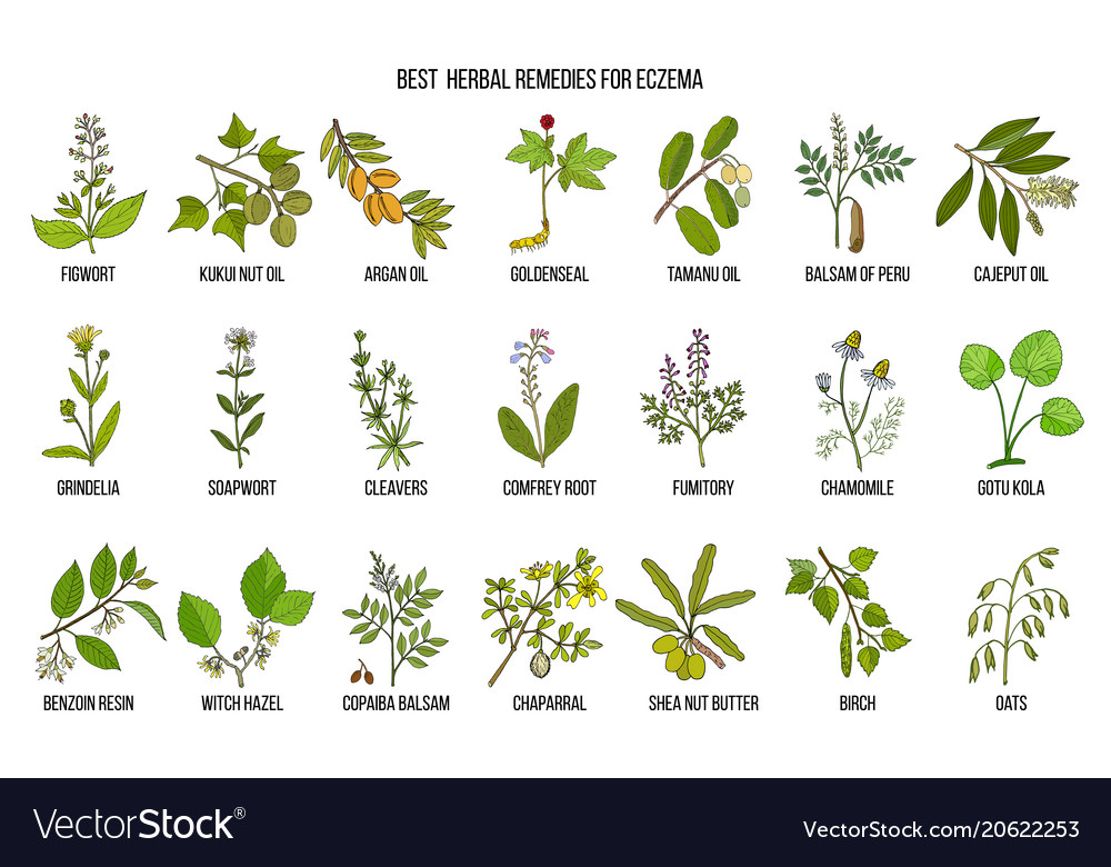 Best medicinal herbs for eczema Royalty Free Vector Image