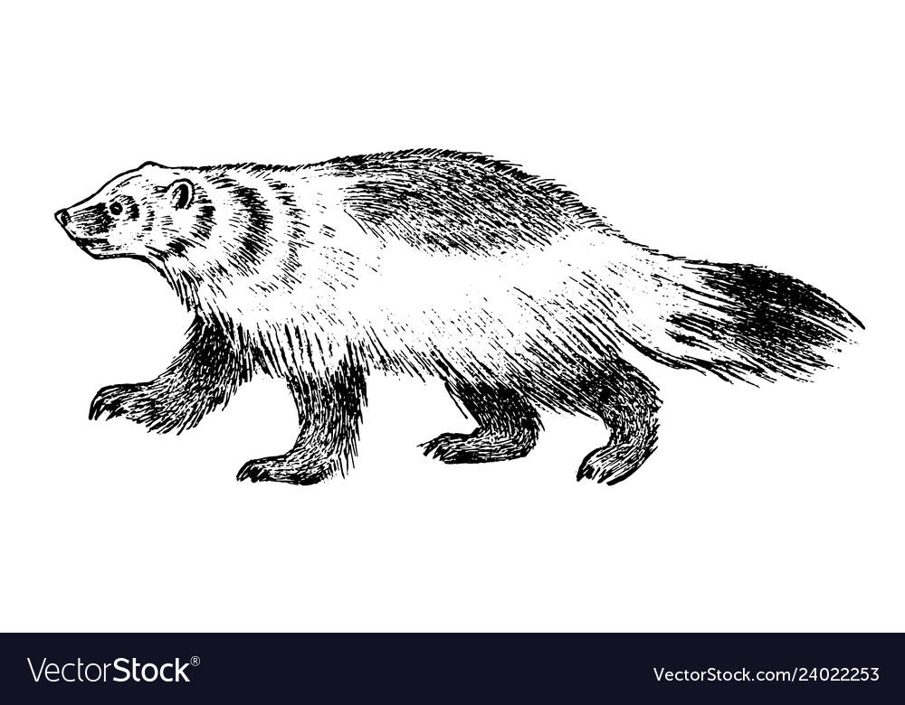Wild Badger Forest Animal Symbol Of The North Vector Image