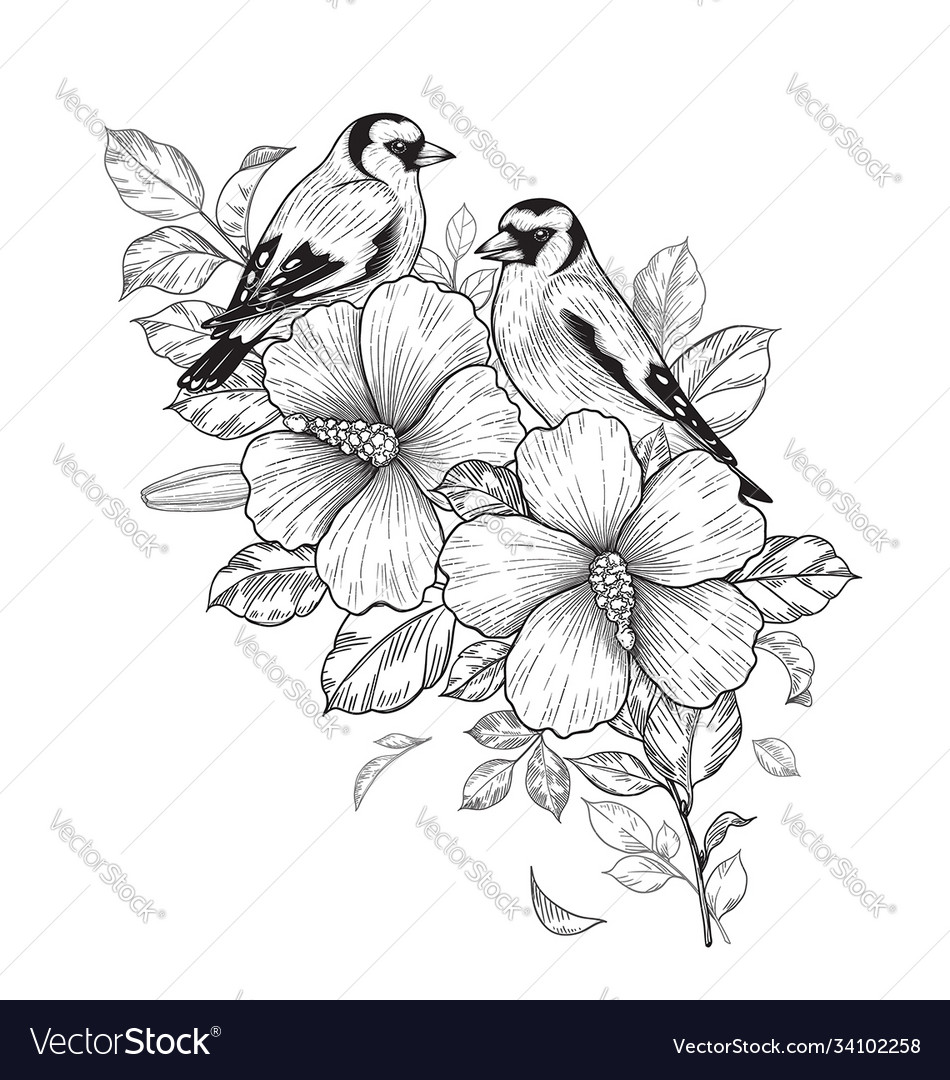 Hand drawn goldfinches sitting on hibiscus branch Vector Image