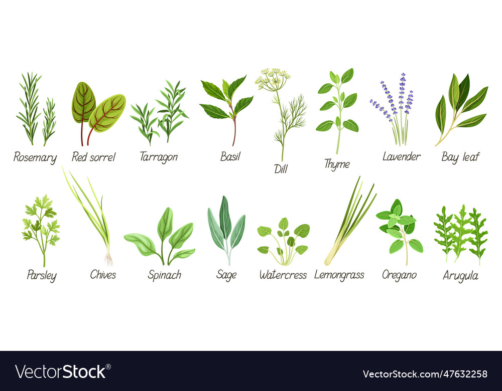 Set with herbs Royalty Free Vector Image - VectorStock