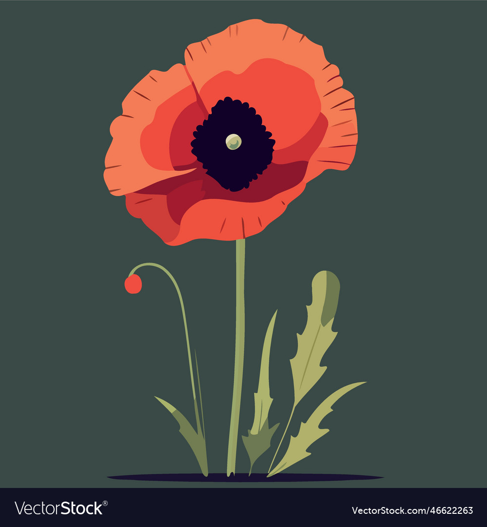 One red poppy flower Royalty Free Vector Image