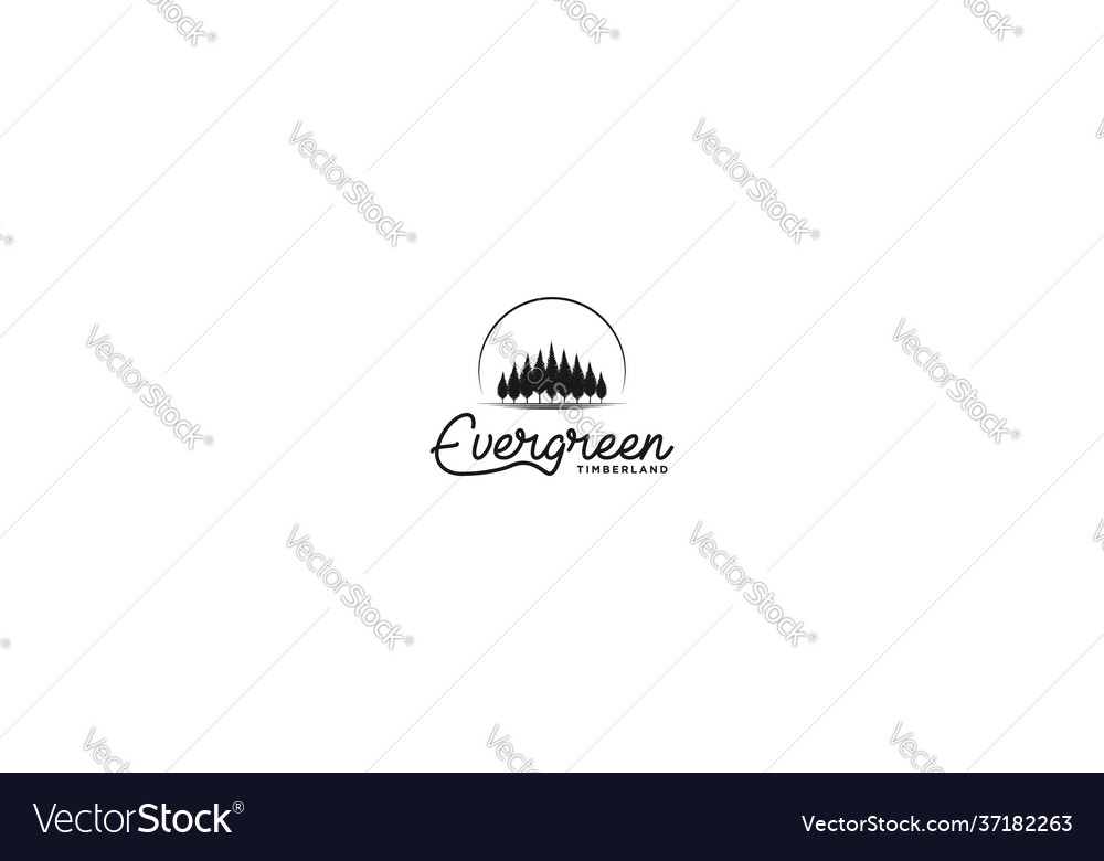 Vintage pine spruce conifer coniferous evergreen vector image Vintage pine spruce conifer coniferous evergreen