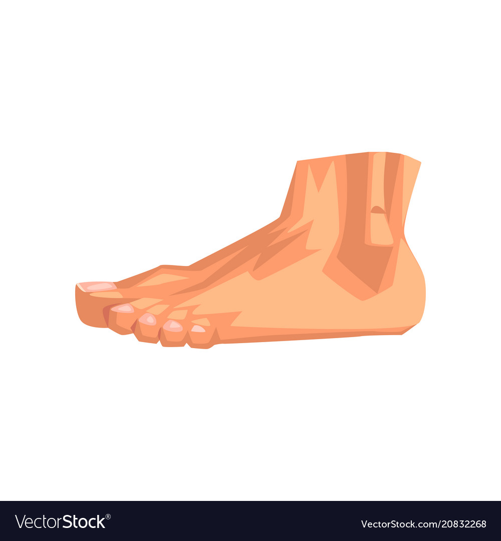 Male foot human body part on Royalty Free Vector Image