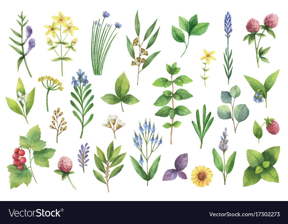 Hand Drawn Watercolor Set Of Herbs And Royalty Free Vector