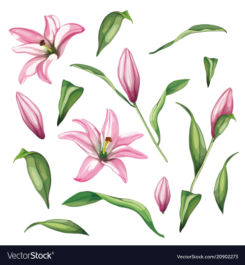 Realistic pink lily blossom leaves stem set Vector Image