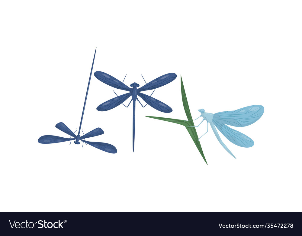 Flying dragonfly isolated on white background Vector Image