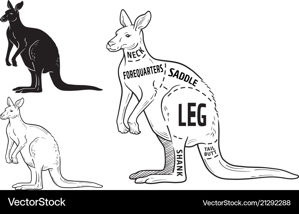 Cut kangaroo set poster butcher diagram Royalty Free Vector