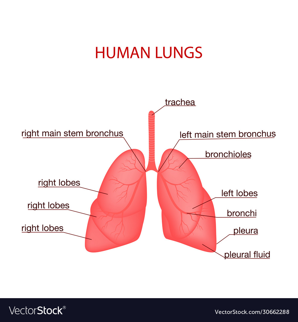 Respiratory system realistic Royalty Free Vector Image