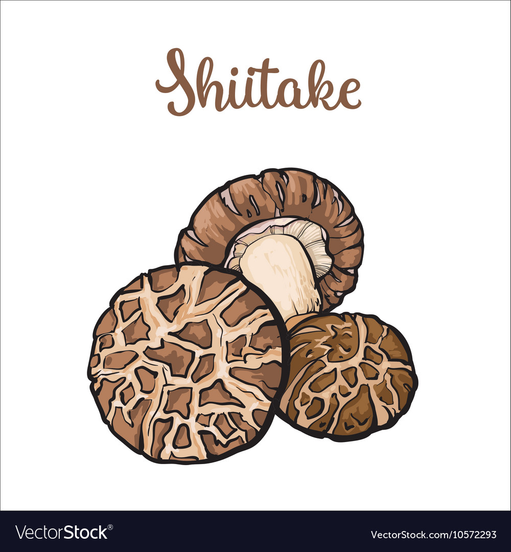 Set shiitake edible mushrooms Royalty Free Vector Image