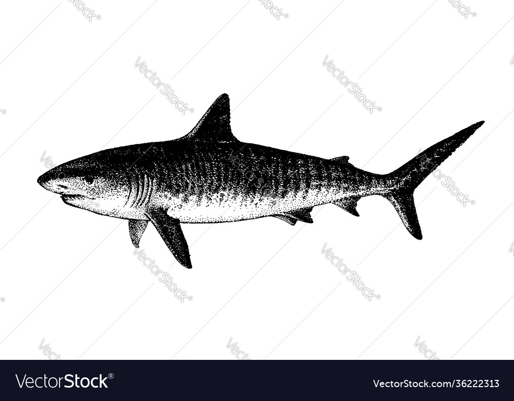 Tiger shark galeocerdo cuvier fish collection vector image Tiger shark galeocerdo cuvier fish collection