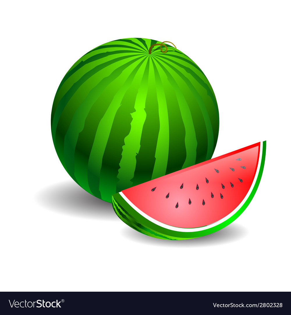 Watermelon green on a white background Royalty Free Vector