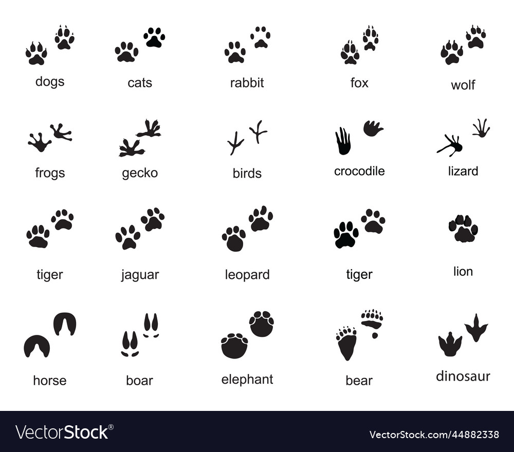 Set of footprints wild animals Royalty Free Vector Image