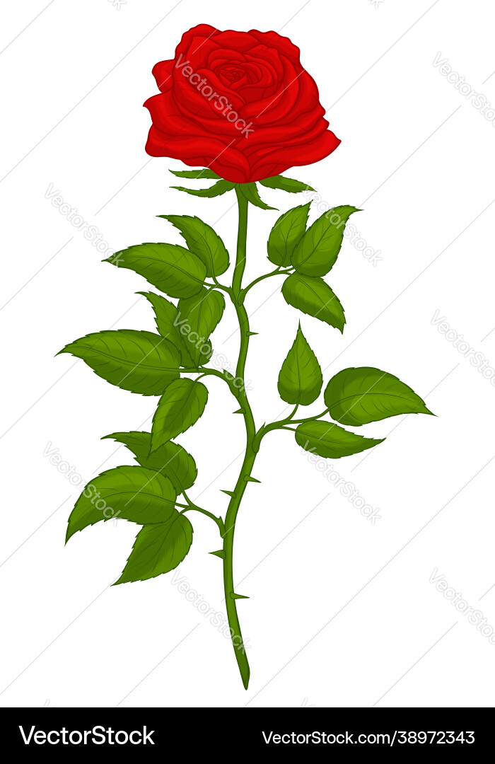 A cut garden tea rose with thorns Royalty Free Vector Image