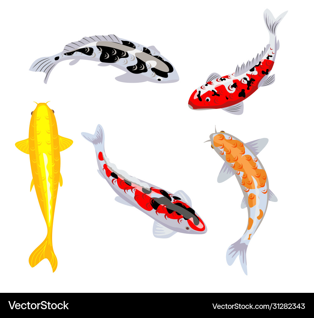 types of koi carp fish