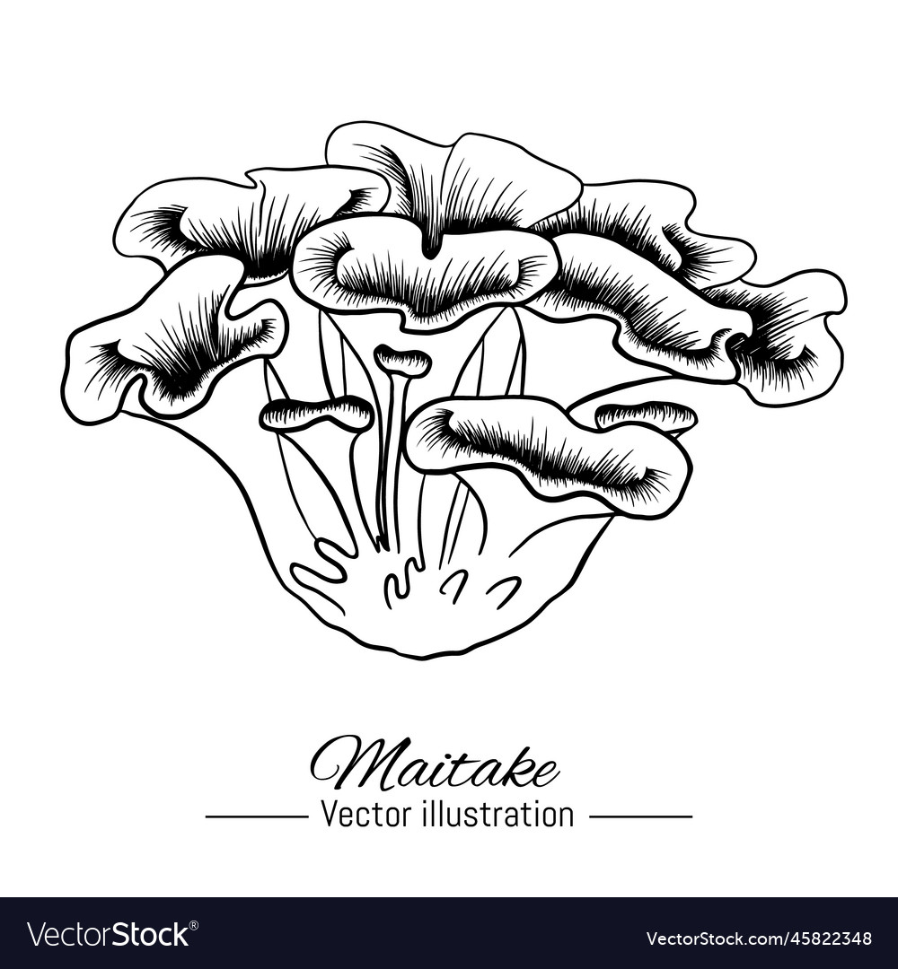 Hand drawn maitake mushroom Royalty Free Vector Image