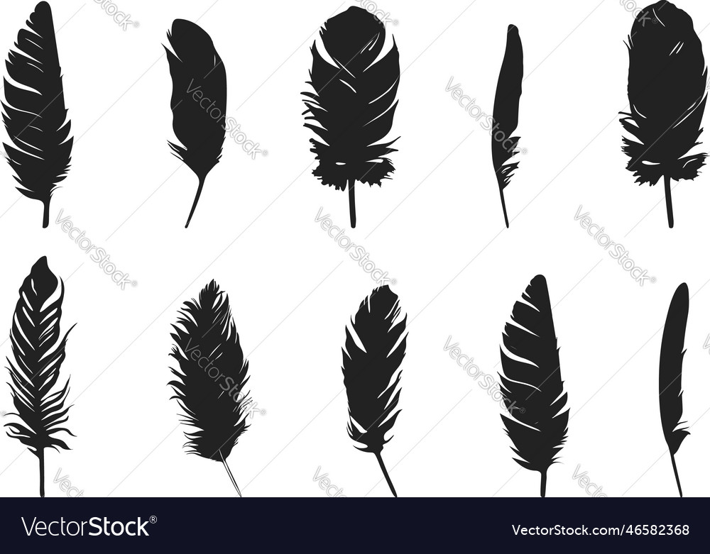 Feather silhouette svg of birds Royalty Free Vector Image