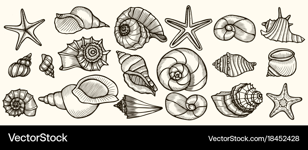 Seashells set Royalty Free Vector Image - VectorStock