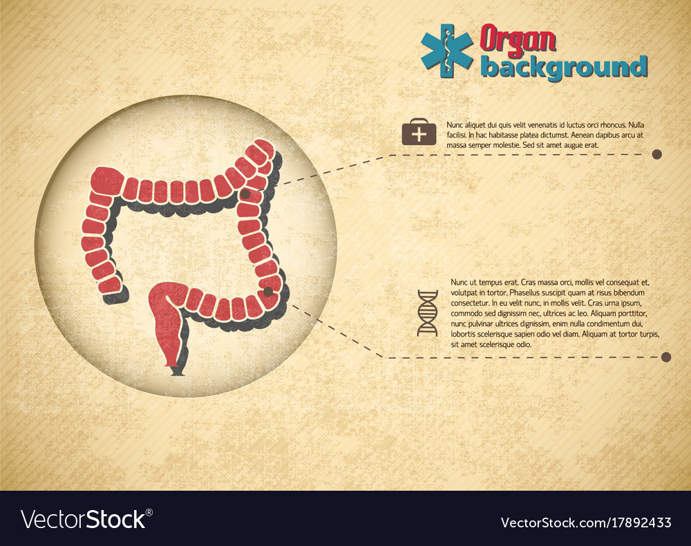 Medical organ background Royalty Free Vector Image