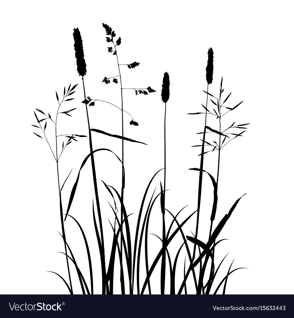 Wild cereal plants Royalty Free Vector Image - VectorStock