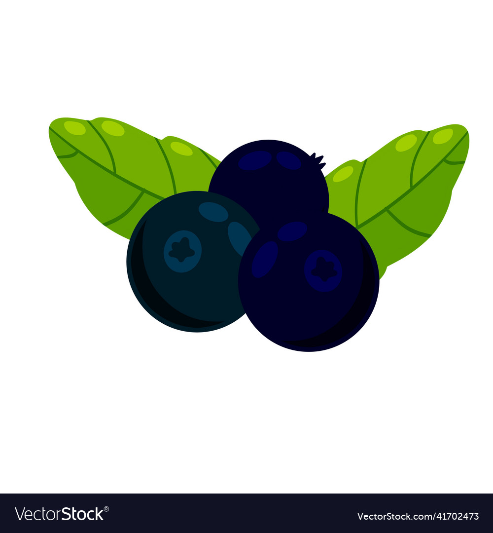 Blueberries black berry Royalty Free Vector Image