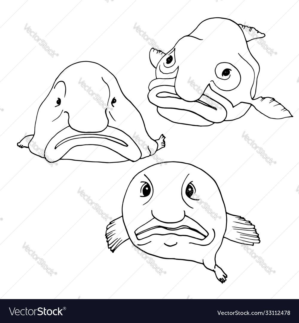 Blob Fish Funny Face Fish | Photographic Print