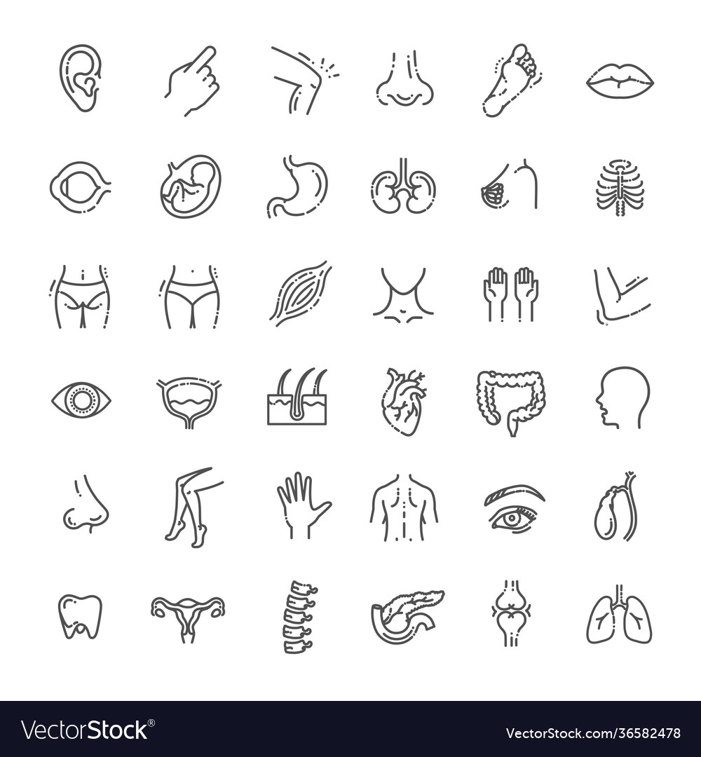 Set line icons anatomy Royalty Free Vector Image