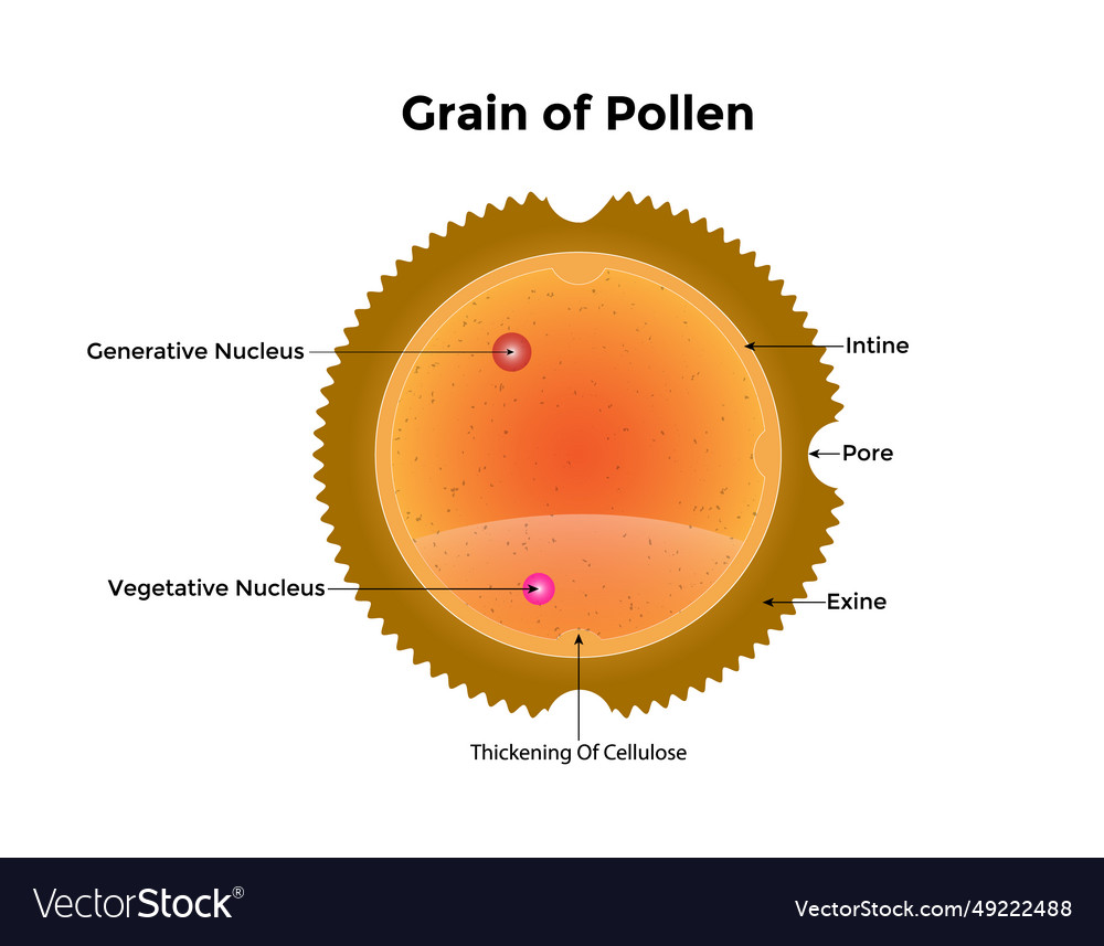 Scientific designing of grain pollen anatomy Vector Image