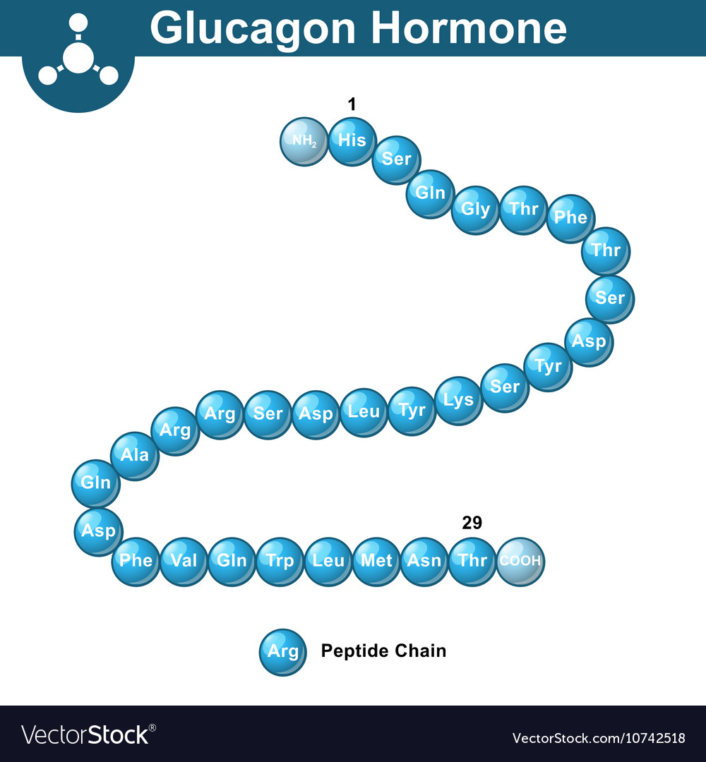 Glucagon hormone chemical structure Royalty Free Vector