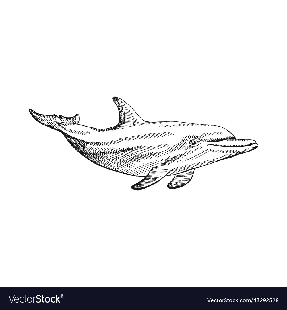 Dolphin hand drawn converted Royalty Free Vector Image