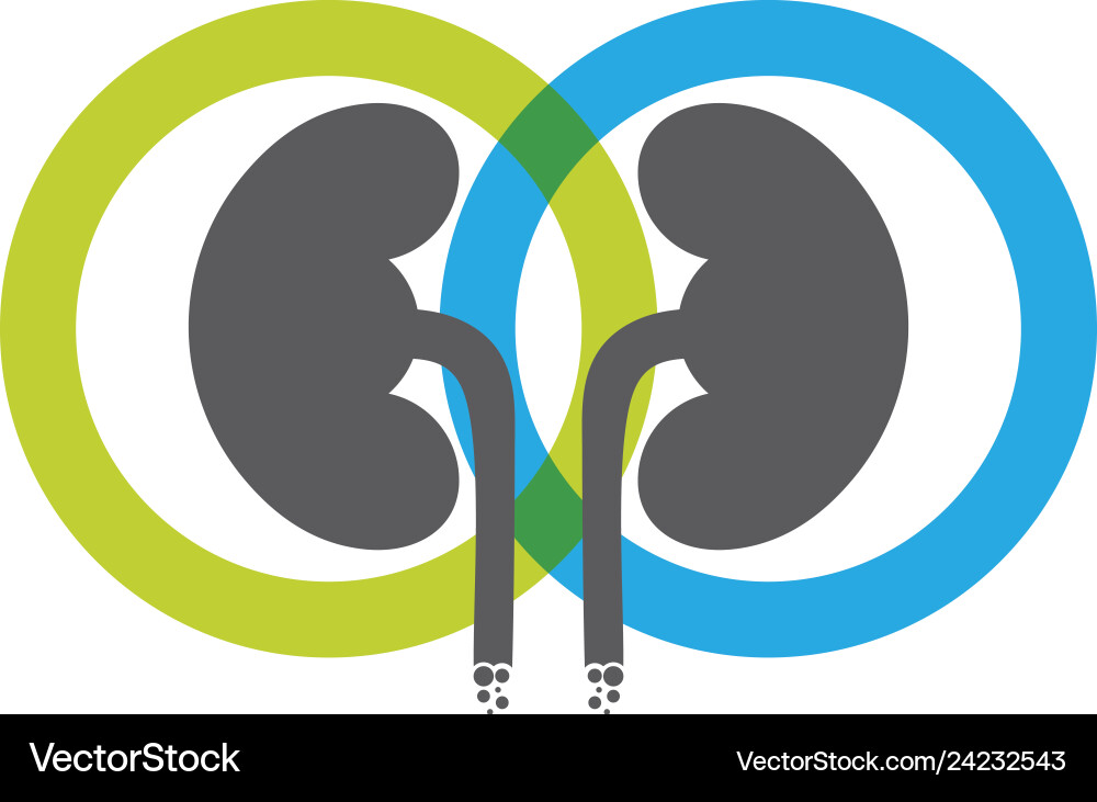 Kidney Royalty Free Vector Image - VectorStock