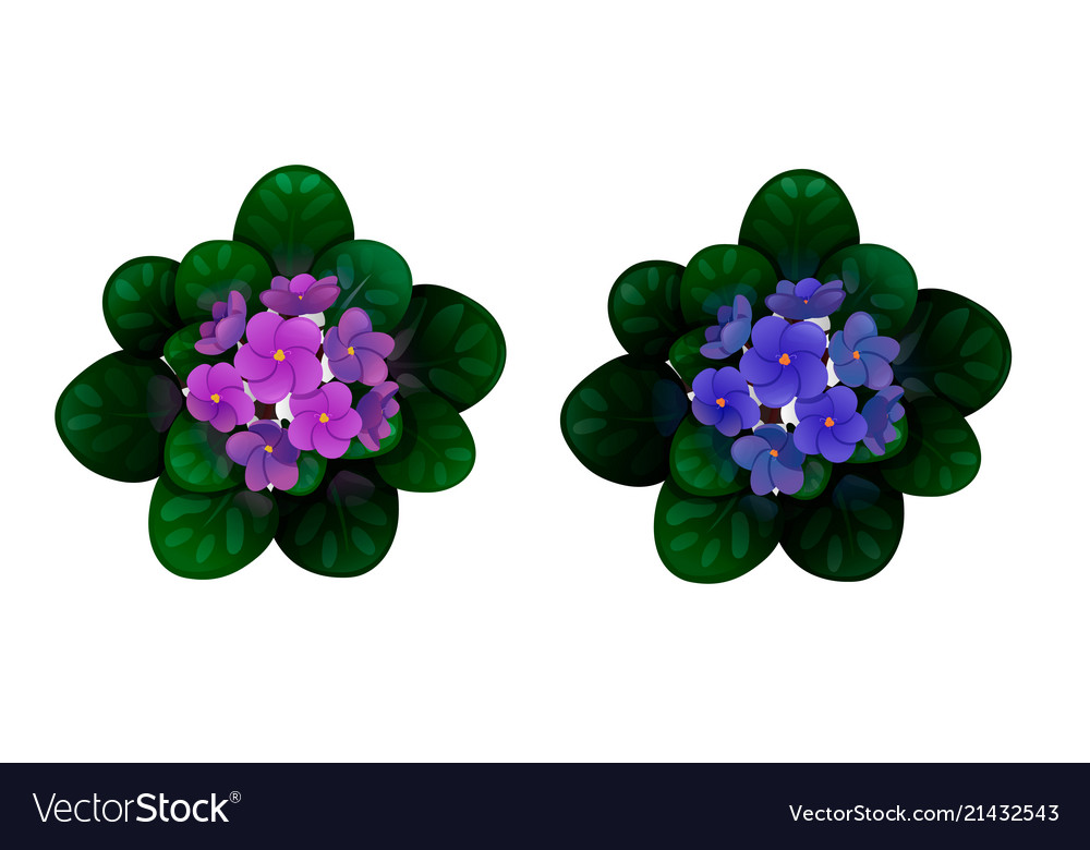 Set African Violets Violet And Blue Royalty Free Vector