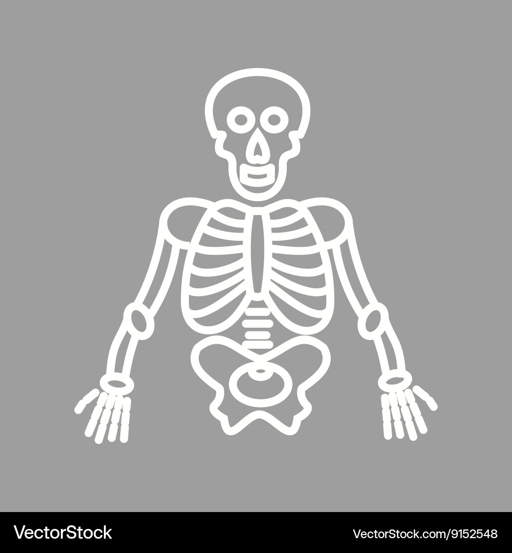Human skeleton Royalty Free Vector Image - VectorStock