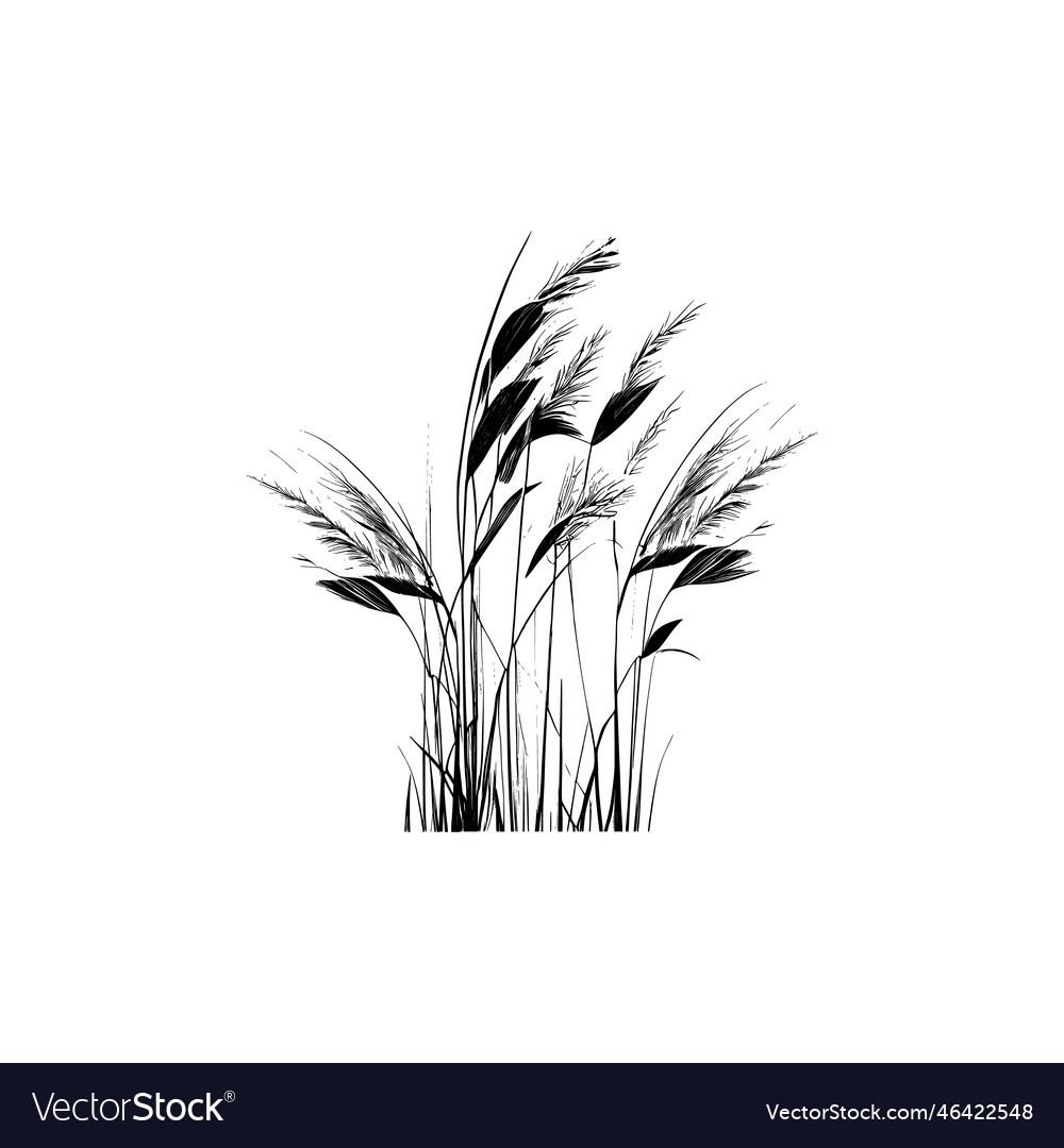 Image of a silhouette reed or bulrush on white Vector Image